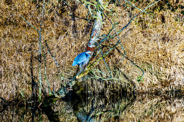Blue Heron sitting on a tree branch at the Alouette River in Pitt Polder at the town of Maple Ridge in the Fraser Valley of British Columbia, Canada on a clear and cold winter day