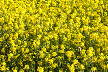 Yellow blossoming rape