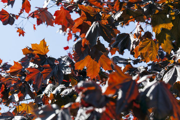 red maple, closeup