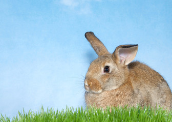 Brown bunny in green grass with blue background. A domestic rabbit, more commonly known as a pet rabbit, a bunny, or a bunny rabbit is any of the domesticated varieties of the European rabbit species.