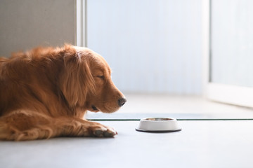 Golden Retriever eating