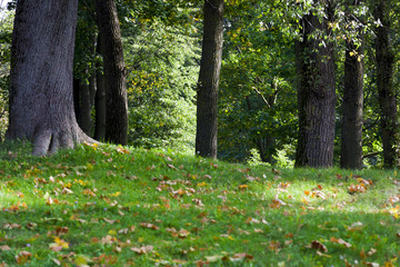 trees in park