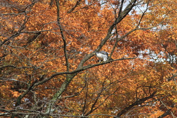 紅葉の中にハヤブサがいる風景　Autumn leaves and the peregrine falcon