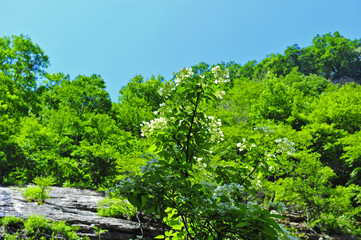 Fototapeta na wymiar Summer mountain forest landscape