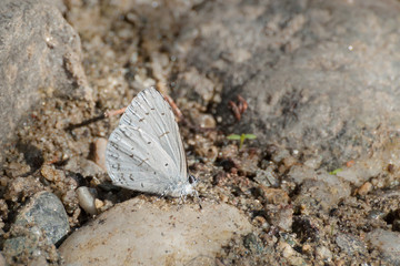 Common Hedge Blue butterfly - mud puddling .