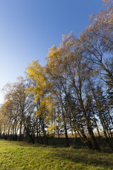 Obraz premium row of yellow tree