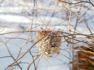 Winter Bird Nest