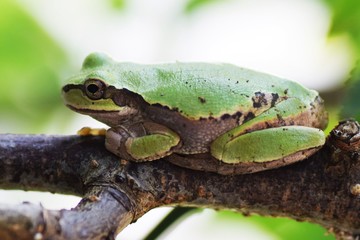 Japanese tree frog