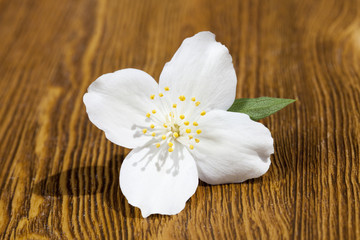Obraz na płótnie Canvas jasmine flower
