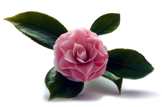 Camellia ツバキ属 Camelia زهرة Kameliat كاميليا Kamelien 山茶属 &Kappa;&alpha;&mu;έ&lambda;&iota;&alpha; roślina Kamelia 동백나무속 