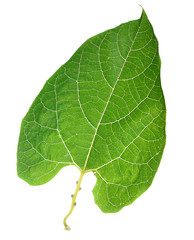 Gac fruit leaves isolated on white background.