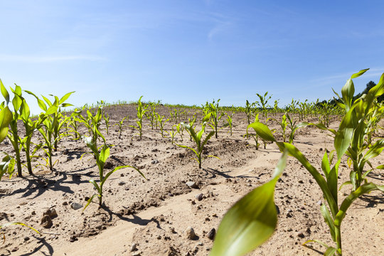 Agricultural field