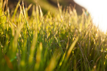 Obraz premium sunlight at sunset