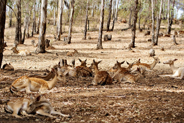 Grupo de ciervos descandanso a la sombra de los eucaliptos