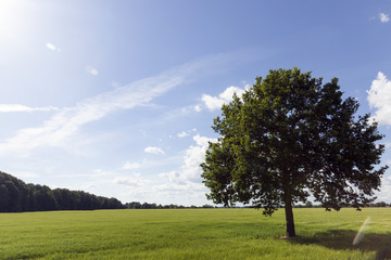 Big tree on green meadow