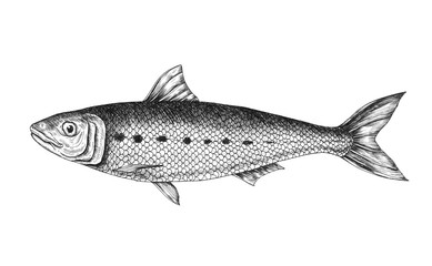 Fototapeta premium Hand drawn sardine fish