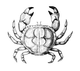 Hand drawn crab isolated - obrazy, fototapety, plakaty