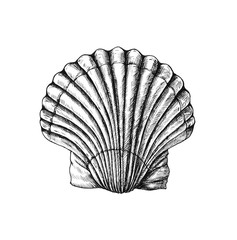 Hand drawn scallop saltwater clams © Rawpixel.com
