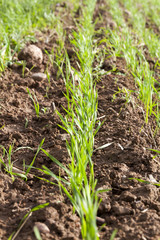 Fresh green wheat