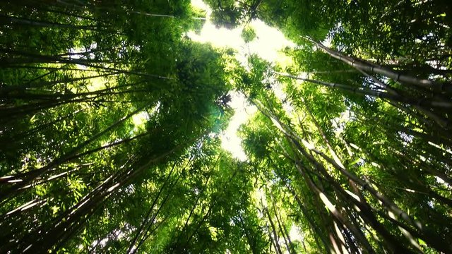 Steadicam Shot Looking up at the sun rays in bamboo jungle forest, in Haleakala Maui, Hawaii.