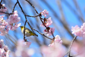 桜の花の中に野鳥のメジロ　