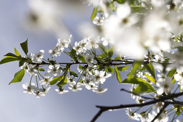 tree in spring.