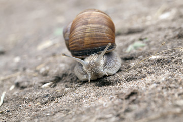 little snail