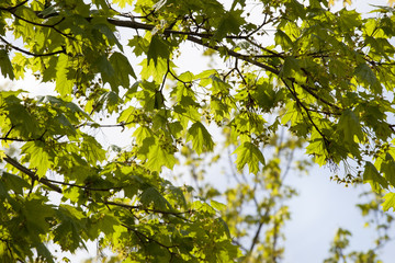 green foliage