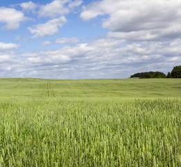 agricultural field