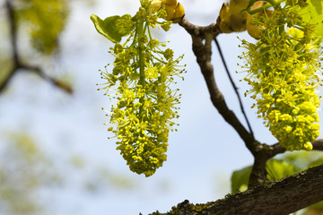 tree blossoming