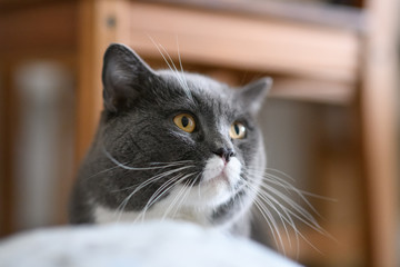 British short hair cat, indoor shooting