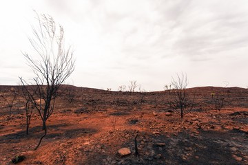 Bushfire Burnt Land in Western Australia