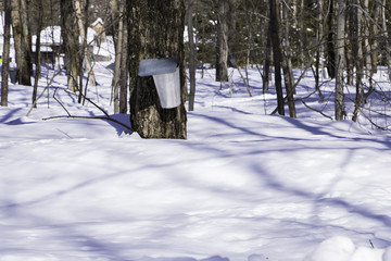 Bucket collecting maple sap