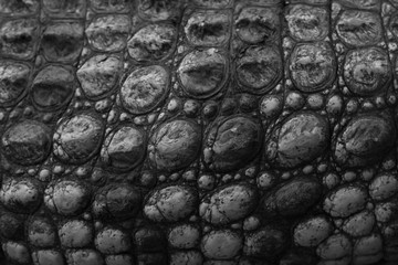 Fototapeta na wymiar Textura de la piel de un cocodrilo del nilo