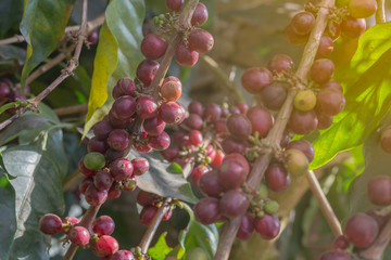 red coffee beans