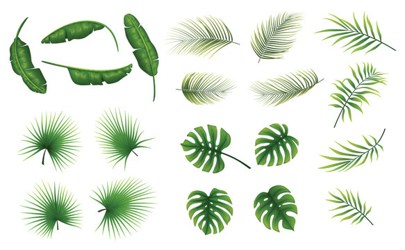 Set of tropical leaves plants on a white background