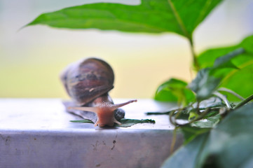 Macro close up a Snail eating green leaves in a garden