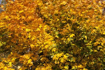 Naklejka na ściany i meble Yellow foliage, autumn