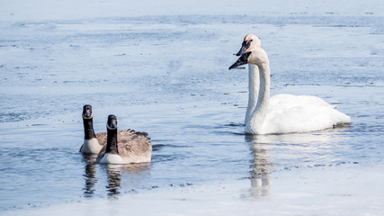 Swan couple are swimming at icy lake in early spring of Minnesota