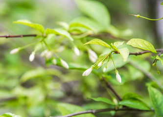 selective focus white wild water plum in home garden