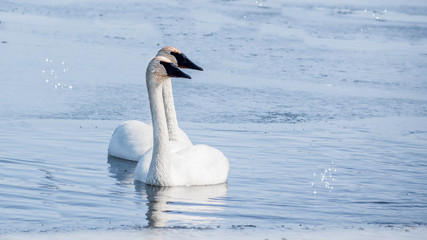Obraz premium Swan couple are swimming at icy lake in early spring of Minnesota