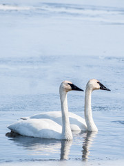 Swan couple are swimming at icy lake in early spring of Minnesota