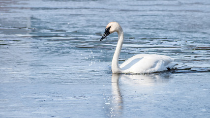 A lonely swan is swimming at icy lake in early spring of Minnesota