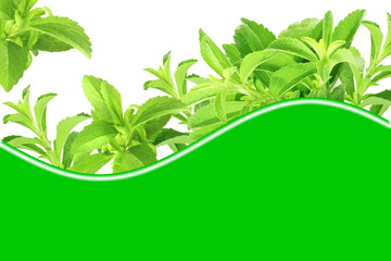 Fototapeta na wymiar fresh green Stevia rebaudiana leaves with text copy space
