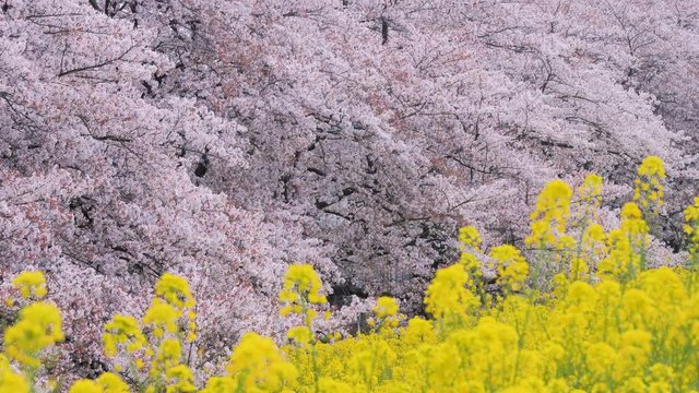 桜・菜の花
