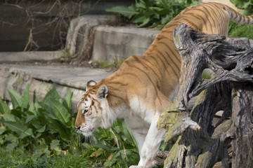 Hembra de tigre de bangala con una mutacion genetica