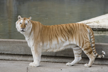 Hembra de tigre de bangala con una mutacion genetica