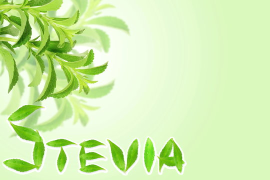 fresh green Stevia rebaudiana leaves  with text copy space
