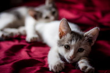 Kittens