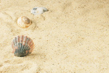 Shells and stones on the sand with a free place.